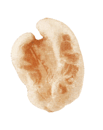 Puffed Rice Animation